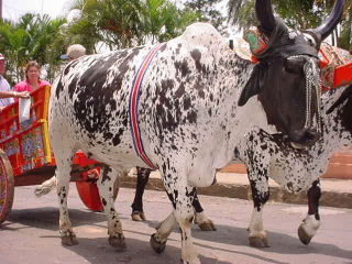 Two black and white oxen pulling red traditional ox cart during a parade in Atenas, Costa Rica