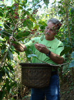 Visitor to El Toledo organic coffee farm picking organic coffee near Atenas, Costa Rica