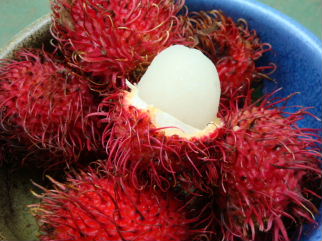 Sea urchin type fruit sold in August at the outdoor farmer's markets in Costa Rica