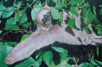 3-Toed sloth found along roadside near Guapiles, Costa Rica